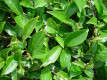 Camellia sinensis cultivé